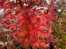 Load image into Gallery viewer, Acer palmatum &#39;Tsukasa Silhouette&#39;
