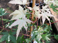 Load image into Gallery viewer, Acer palmatum &#39;Taiyo nishiki&#39;
