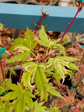 Load image into Gallery viewer, Acer palmatum &#39;Taiyo nishiki&#39;
