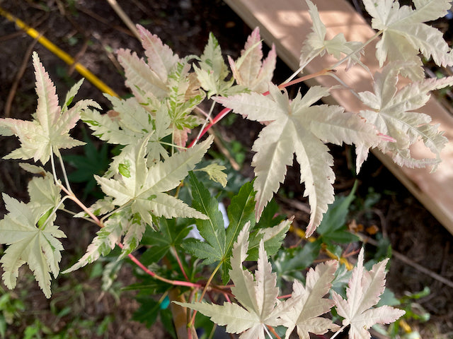 Acer palmatum 'Taiyo nishiki'