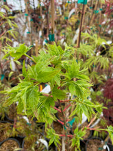 Load image into Gallery viewer, Acer palmatum &#39;Takao&#39;
