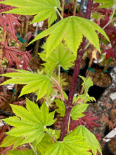 Load image into Gallery viewer, Acer japonicum &#39;Taki no gawa&#39;
