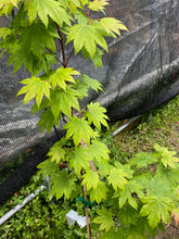 Load image into Gallery viewer, Acer japonicum &#39;Taki no gawa&#39;
