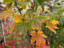 Load image into Gallery viewer, Acer japonicum &#39;Taki no gawa&#39;
