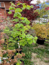 Load image into Gallery viewer, Acer japonicum &#39;Taki no gawa&#39;
