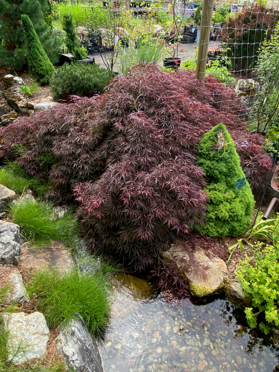 Acer palmatum dissectum 'Tamukeyama'