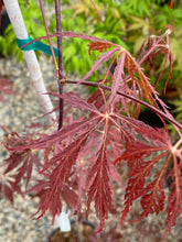 Load image into Gallery viewer, Acer palmatum dissectum &#39;Tamukeyama&#39;
