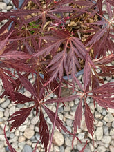 Load image into Gallery viewer, Acer palmatum dissectum &#39;Tamukeyama&#39;
