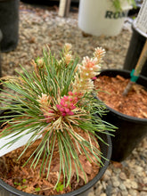 Load image into Gallery viewer, Pinus parviflora &#39;Tani mano uki&#39;
