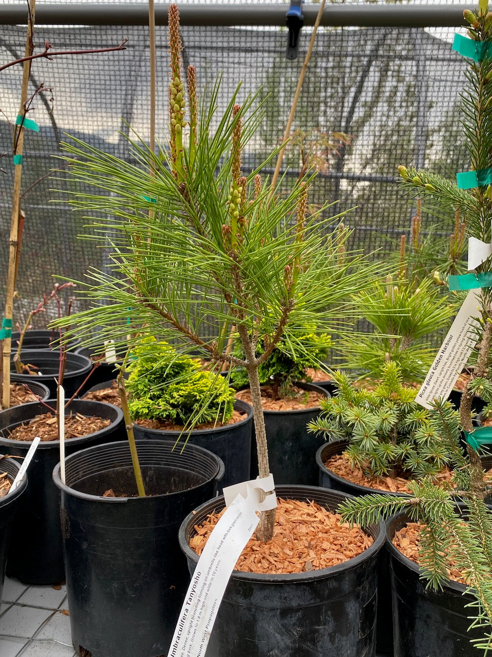 Pinus densiflora 'Umbraculifera'(Tanyosho Pine)