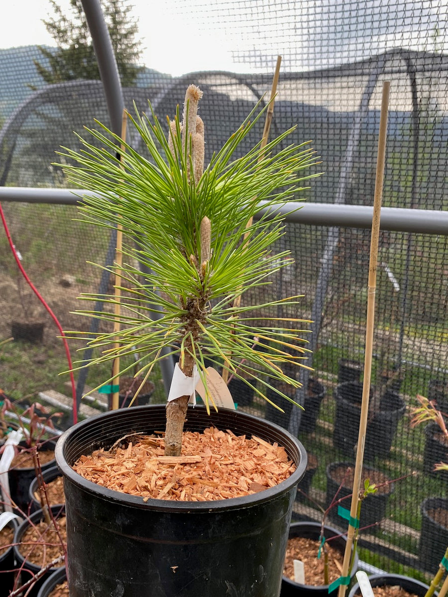 Pinus thunbergii 'Yatsubusa' – Simply Japanese Maples