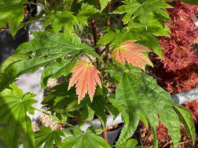 Acer japonicum 'Taki no gawa'