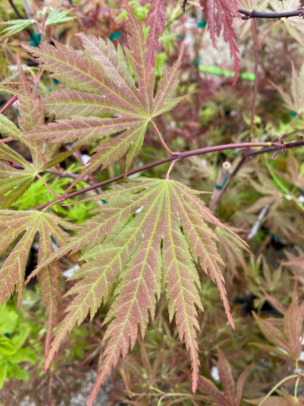 Acer palmatum 'Toshi'