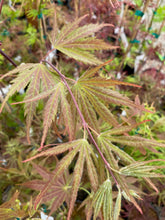 Load image into Gallery viewer, Acer palmatum &#39;Toshi&#39;
