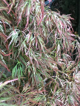 Load image into Gallery viewer, Acer palmatum dissectum &#39;Toyama nishiki&#39;
