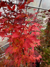 Load image into Gallery viewer, Acer palmatum &#39;Tsukasa Silhouette&#39;
