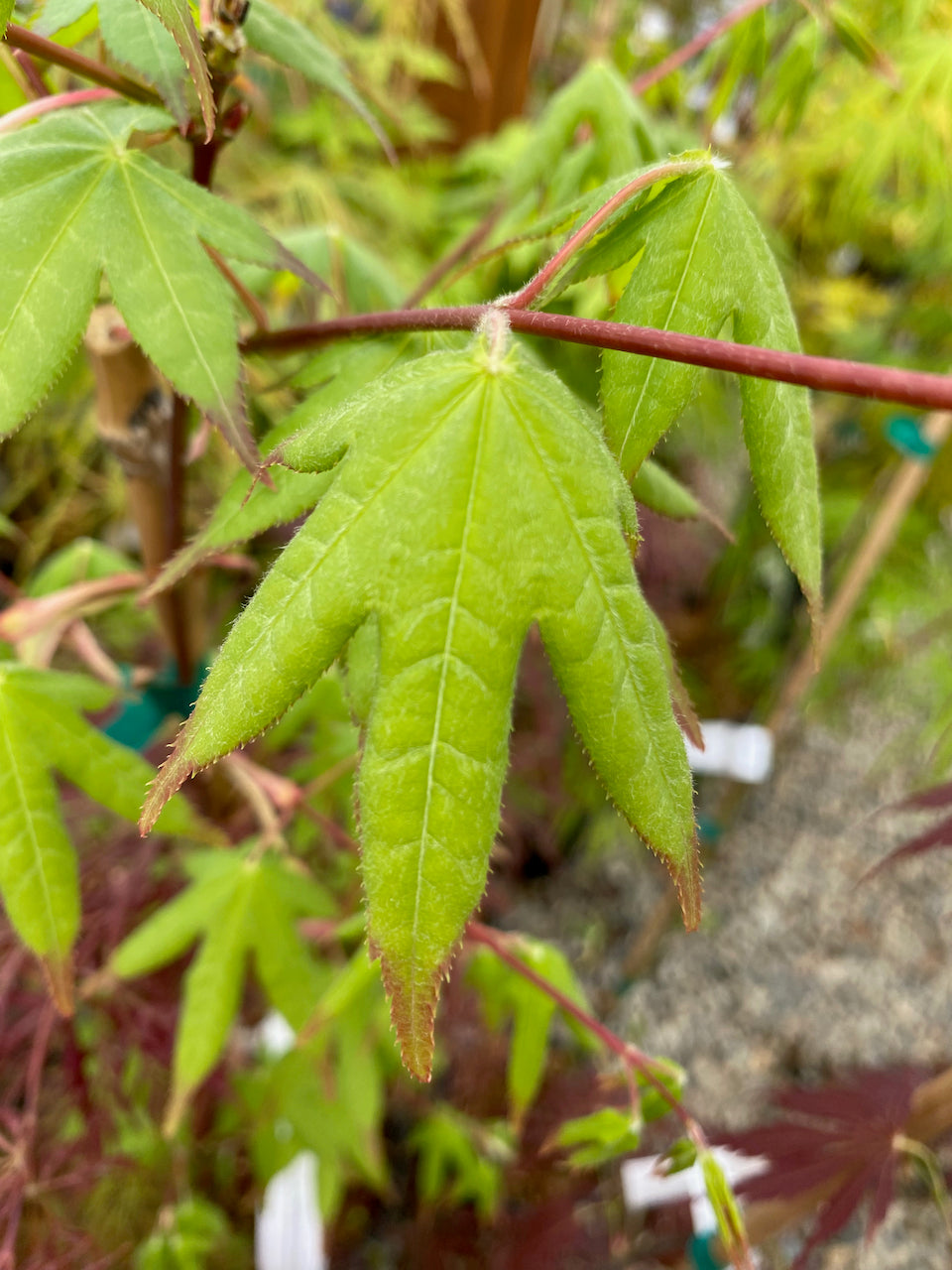 Acer palmatum 'Tsuma beni'