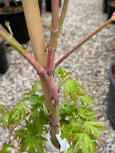 Load image into Gallery viewer, Acer palmatum &#39;Tsuri no mai&#39;
