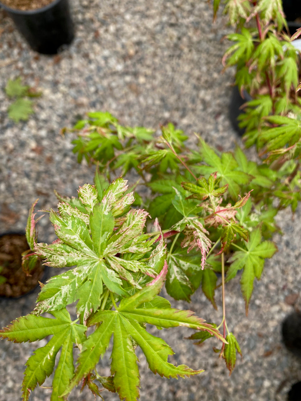 Acer palmatum 'Tsuri no mai'