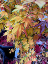 Load image into Gallery viewer, Acer palmatum &#39;Twilight Dwarf&#39;
