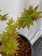 Load image into Gallery viewer, Acer palmatum &#39;Twilight Dwarf&#39;
