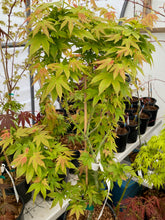 Load image into Gallery viewer, Acer palmatum &#39;Twilight Dwarf&#39;
