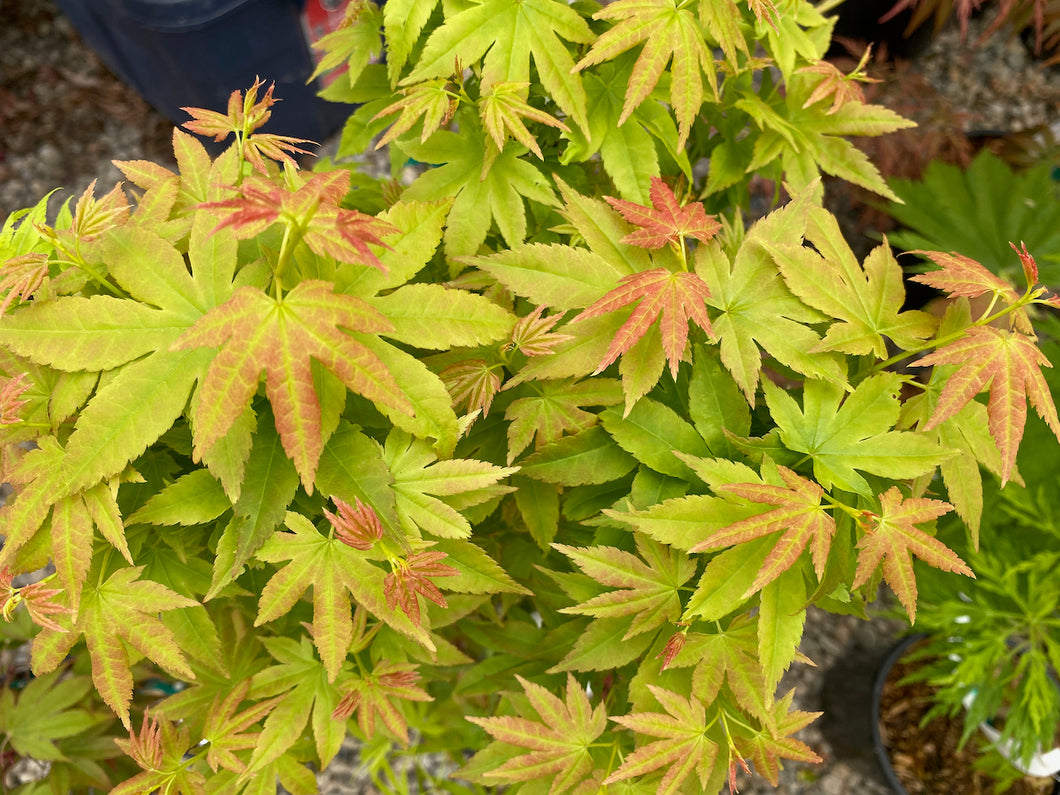 Acer palmatum 'Twilight Dwarf'