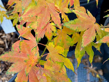 Load image into Gallery viewer, Acer palmatum &#39;Twilight Dwarf&#39;
