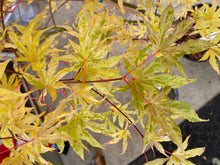 Load image into Gallery viewer, Acer palmatum &#39;Ukigumo&#39;
