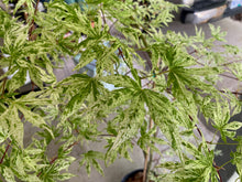 Load image into Gallery viewer, Acer palmatum &#39;Ukigumo&#39;
