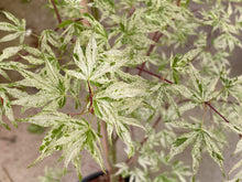 Load image into Gallery viewer, Acer palmatum &#39;Ukigumo&#39;
