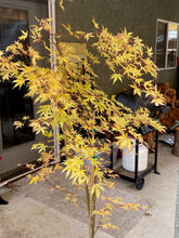 Load image into Gallery viewer, Acer palmatum &#39;Ukigumo&#39;
