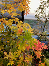 Load image into Gallery viewer, Acer palmatum &#39;Ukigumo&#39;
