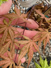 Load image into Gallery viewer, Acer palmatum &#39;Uncle Ghost&#39;
