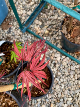 Load image into Gallery viewer, Acer palmatum &#39;Uncle Ghost&#39;
