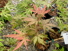 Load image into Gallery viewer, Acer palmatum &#39;Uncle Ghost&#39;
