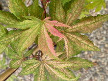 Load image into Gallery viewer, Acer palmatum &#39;Uncle Ghost&#39;
