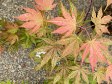 Load image into Gallery viewer, Acer palmatum &#39;Uncle Ghost&#39;
