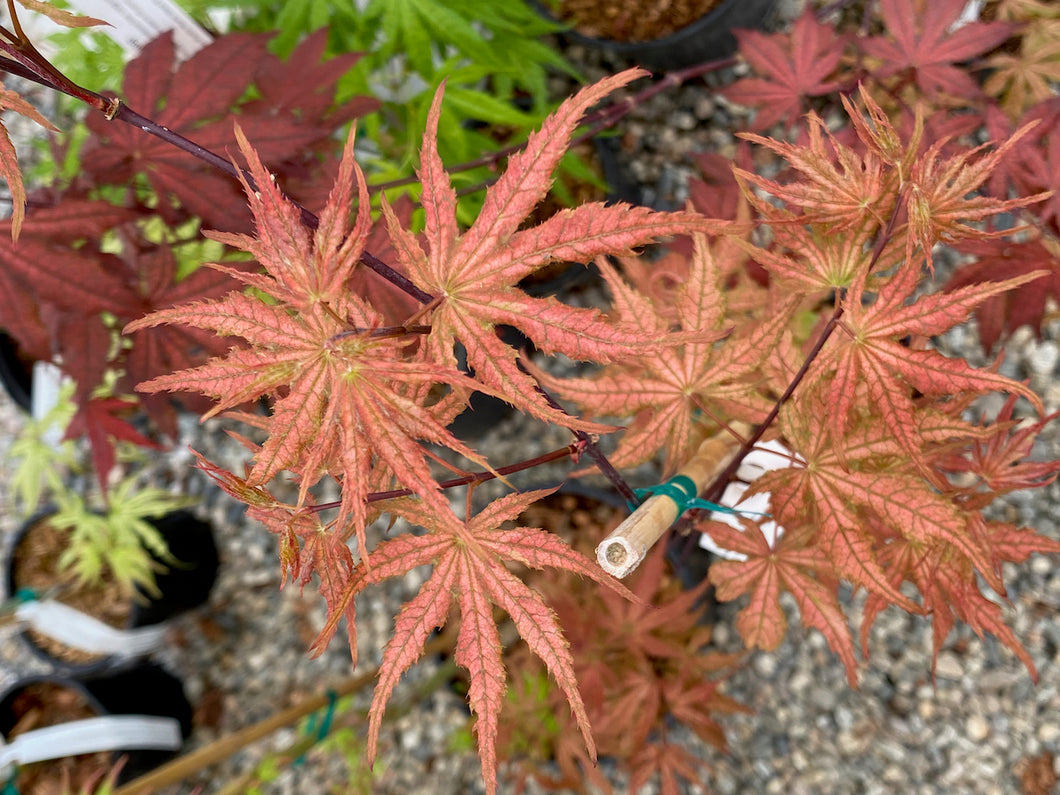 Acer palmatum 'Uncle Ghost'