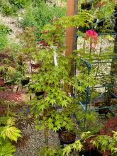 Load image into Gallery viewer, Acer palmatum &#39;Uzen nishiki&#39;
