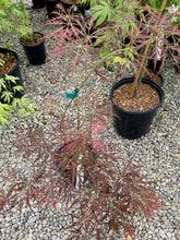 Load image into Gallery viewer, Acer palmatum dissectum &#39;Van den Akker&#39;
