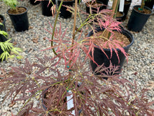 Load image into Gallery viewer, Acer palmatum dissectum &#39;Van den Akker&#39;
