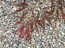 Load image into Gallery viewer, Acer palmatum dissectum &#39;Van den Akker&#39;
