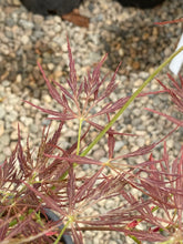 Load image into Gallery viewer, Acer palmatum dissectum &#39;Van den Akker&#39;
