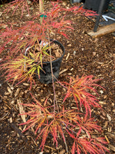 Load image into Gallery viewer, Acer palmatum dissectum &#39;Van den Akker&#39;
