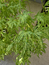 Load image into Gallery viewer, Acer palmatum &#39;First Ghost&#39;
