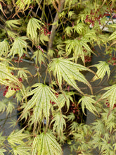 Load image into Gallery viewer, Acer palmatum &#39;White Peaches&#39;
