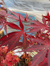 Load image into Gallery viewer, Acer palmatum &#39;Wakehurst Pink&#39;
