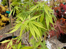 Load image into Gallery viewer, Acer palmatum &#39;Wakehurst Pink&#39;
