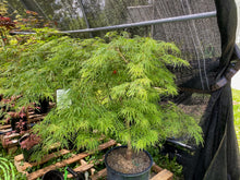 Load image into Gallery viewer, Acer palmatum dissectum &#39;Waterfall&#39;
